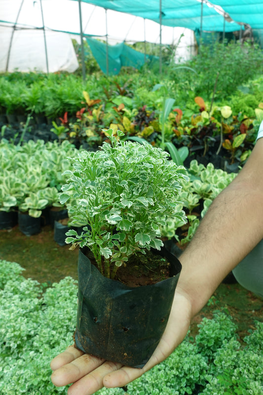 Mini Aralia – The Elegant Air Purifier Plant Sapling + Premium White pot.