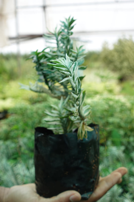 Euphorbia leucodendron ‘Variegata’ – The Striped Stick Wonder Plant Sapling + Premium White pot.