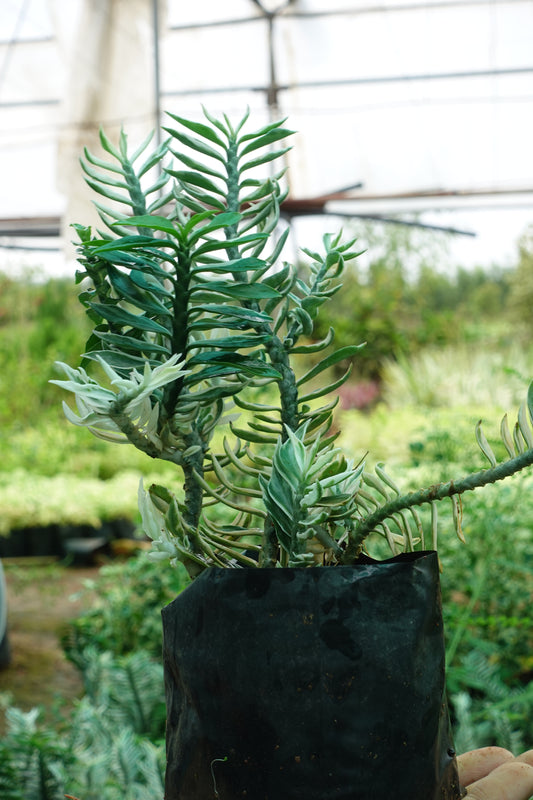 Euphorbia leucodendron ‘Variegata’ – The Striped Stick Wonder Plant Sapling + Premium White pot.