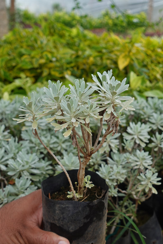 Dusty Miller – The Silvery Sculptural Beauty Plant Sapling + Premium White pot.