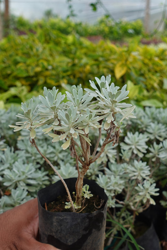 Dusty Miller – The Silvery Sculptural Beauty Plant Sapling + Premium White pot.