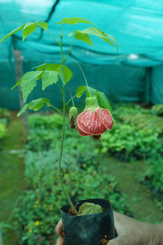 Chinese Lantern  – The Veined Beauty in Bloom Plant Sapling + Premium White pot.
