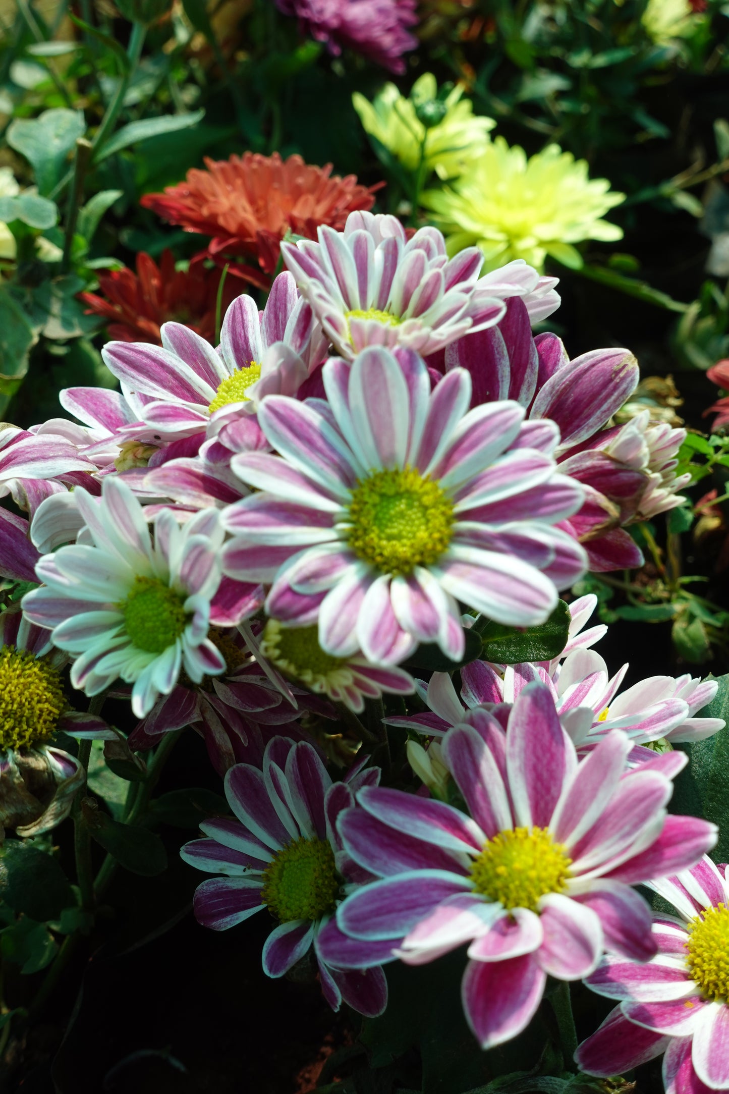 Chamanthi (Chrysanthemum) 3 Indoor Plants Combo | Shanva