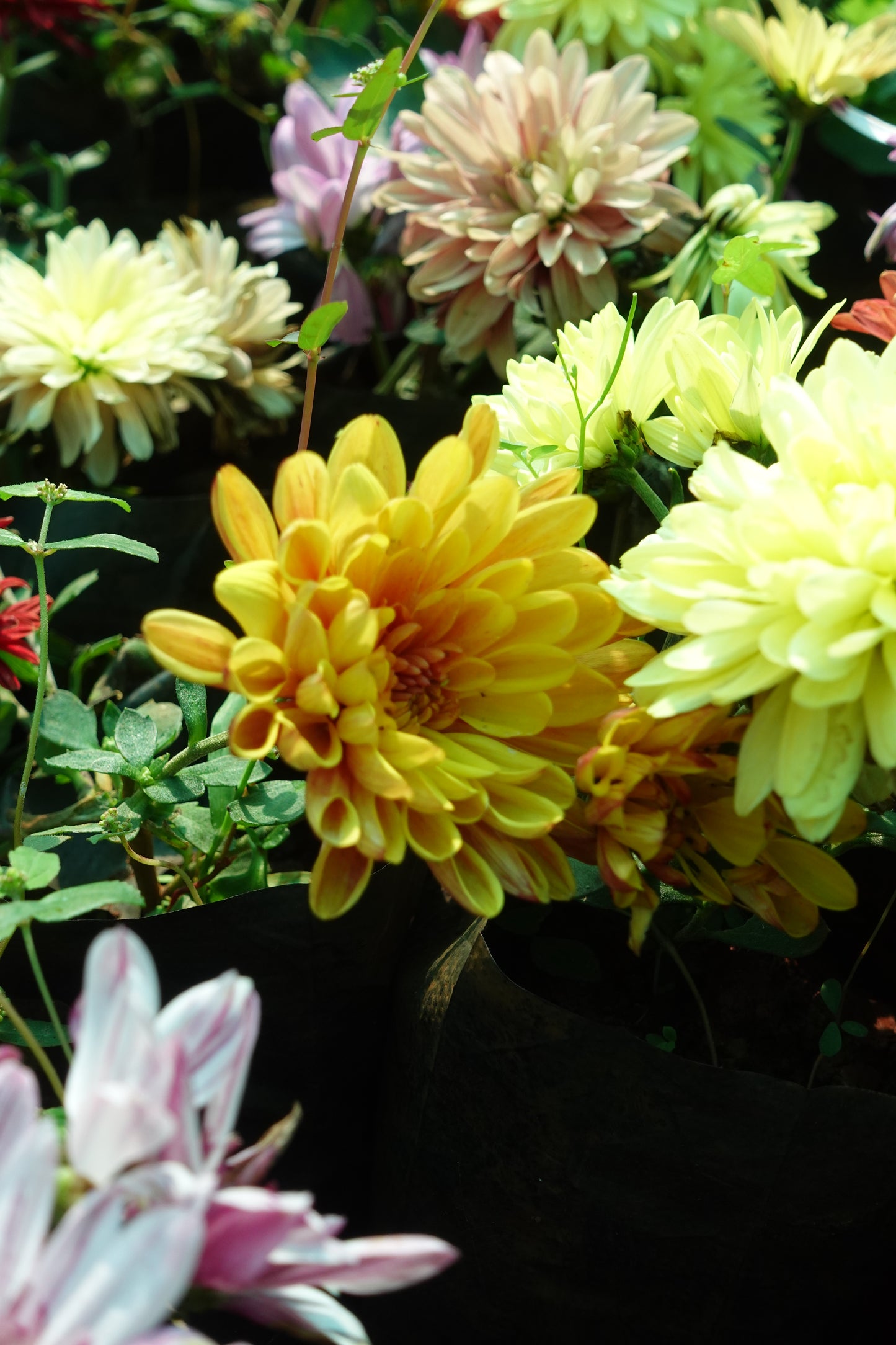 Chamanthi (Chrysanthemum) 3 Indoor Plants Combo | Shanva