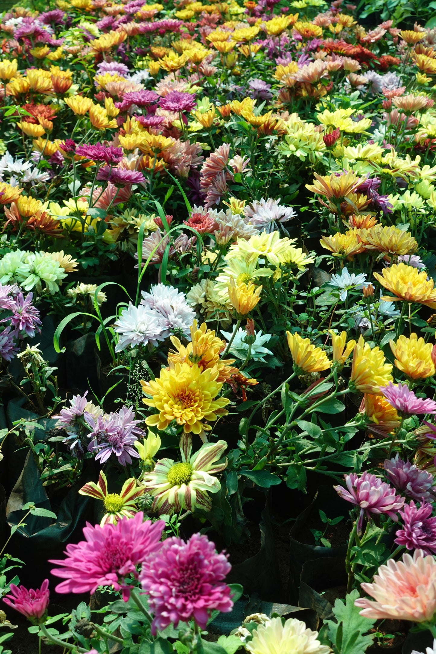 Chamanthi (Chrysanthemum) 3 Indoor Plants Combo | Shanva