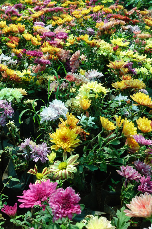 Chamanthi (Chrysanthemum) 3 Indoor Plants Combo | Shanva