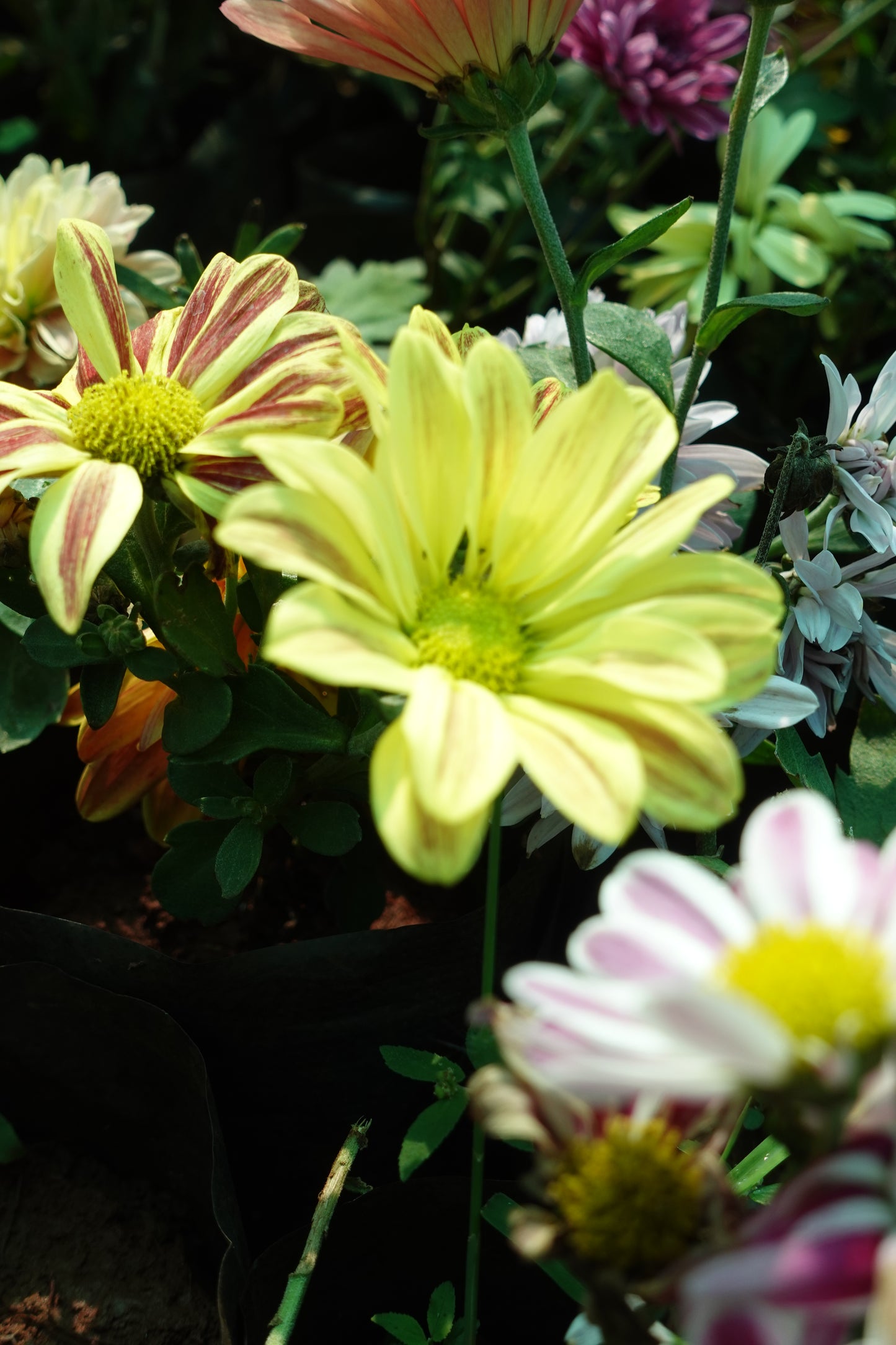 Chamanthi (Chrysanthemum) 3 Indoor Plants Combo | Shanva