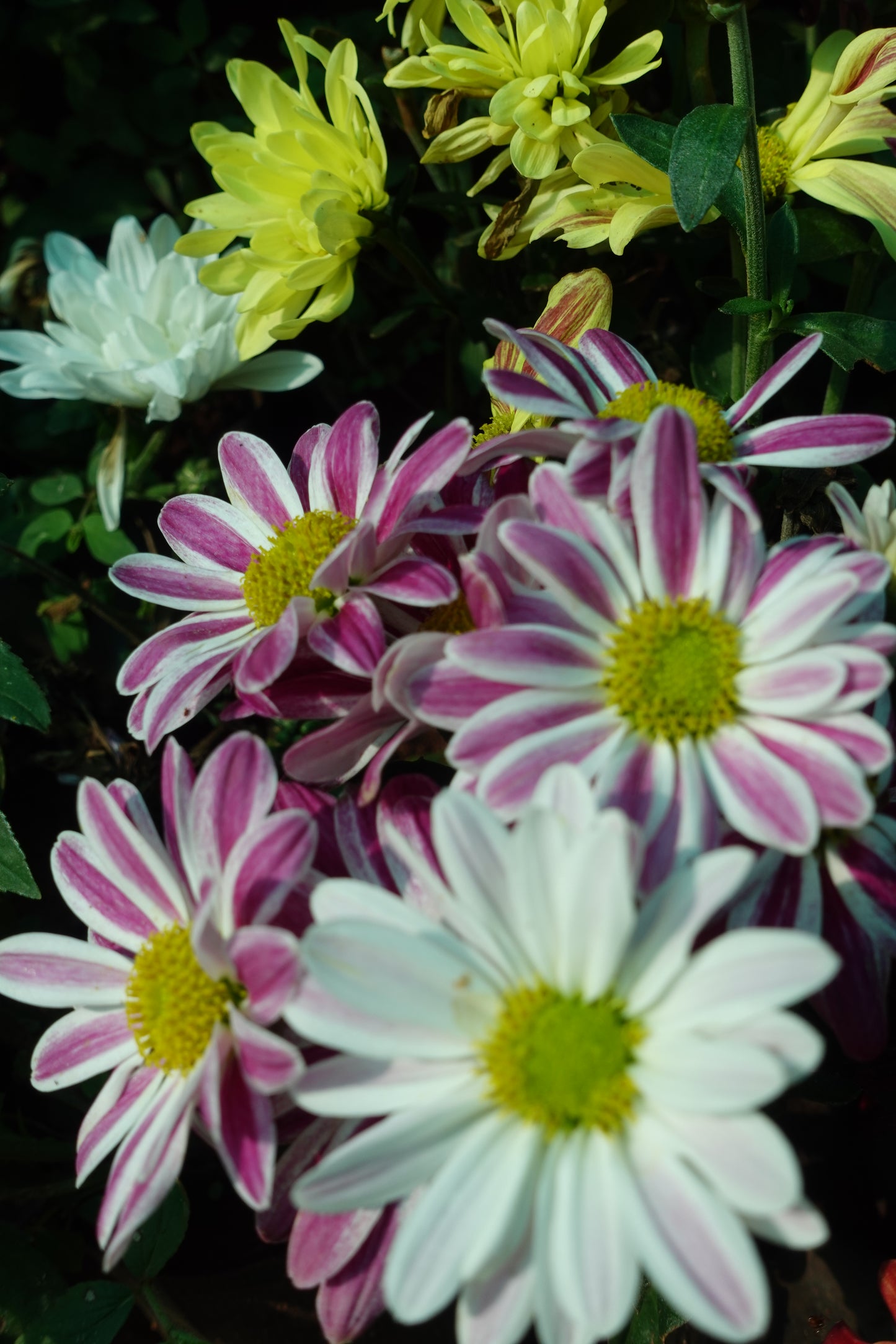 Chamanthi (Chrysanthemum) 3 Indoor Plants Combo | Shanva
