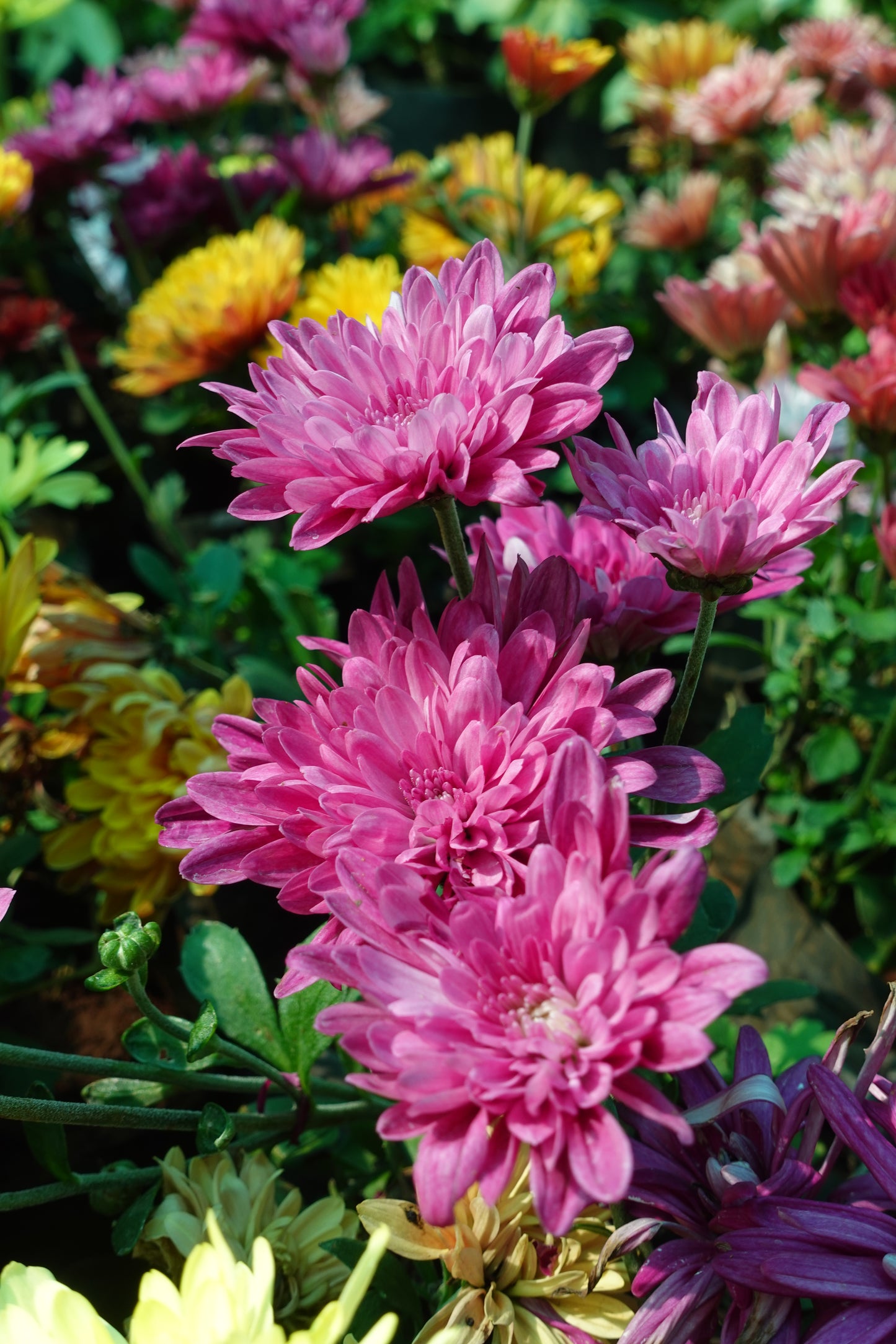 Chamanthi (Chrysanthemum) 3 Indoor Plants Combo | Shanva