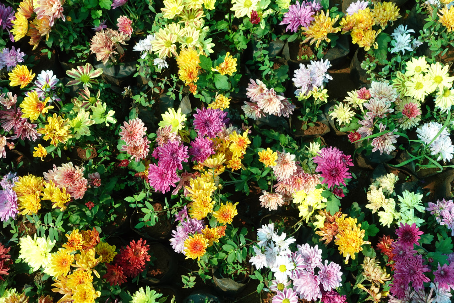 Chamanthi (Chrysanthemum) 3 Indoor Plants Combo | Shanva