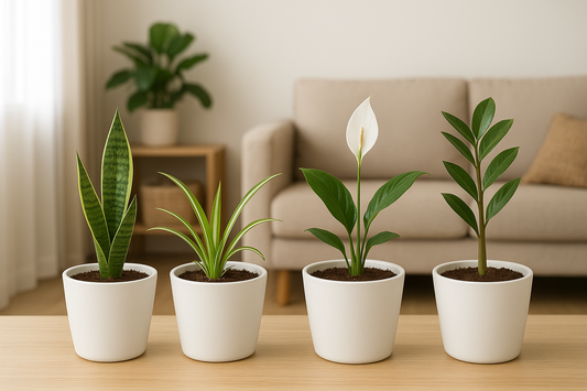 🌿 Air Purifier Plant Combo – Snake, Spider, Peace Lily & ZZ Plant (Saplings)