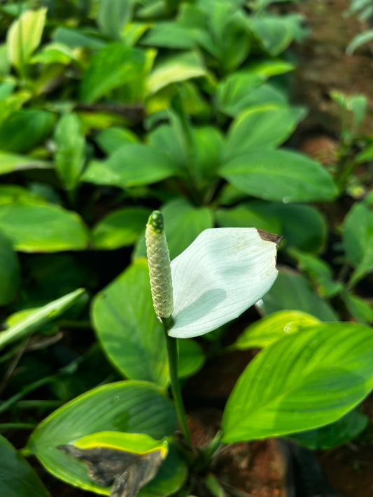 Peace Lily Plant Sapling + Premium White pot.