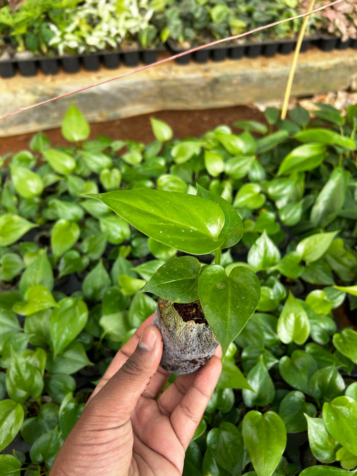 Anthurium Watermelon Plant Plant Sapling + Premium White pot.