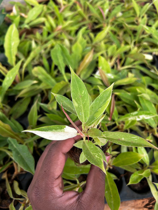 Ring of Fire Variegated (Philodendron 'Ring of Fire') Plant Sapling + Premium White pot.