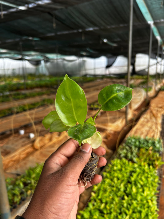 🌿 Kerala Hybrid Plant Plant Sapling + Premium White pot.