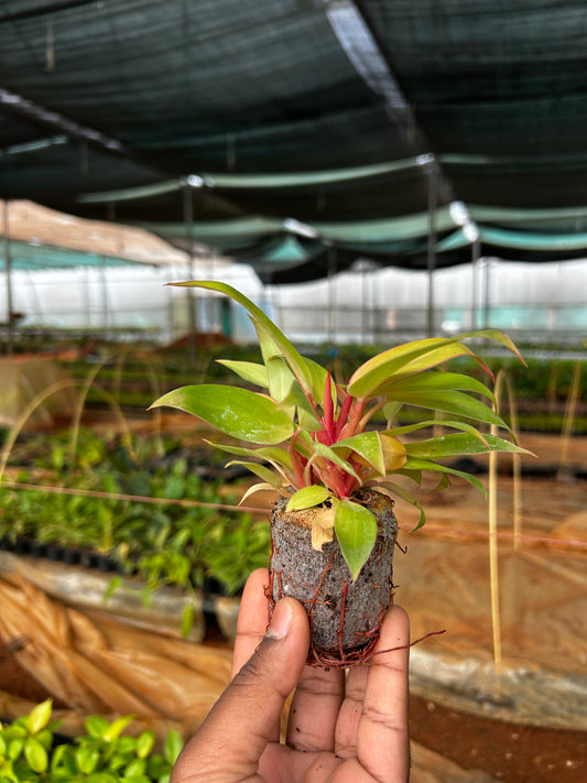 🍊 Orange Splender Plant Sapling + Premium White pot.