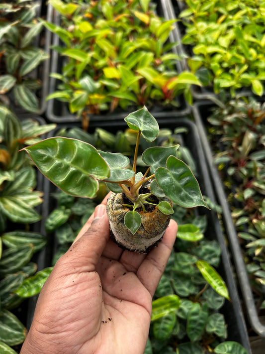💚 Philodendron Bellaitie Plant Sapling + Premium White pot.