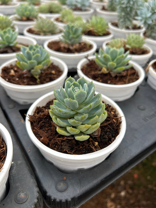 Chinni – The Adorable Succulent Buddy + Premium White pot.