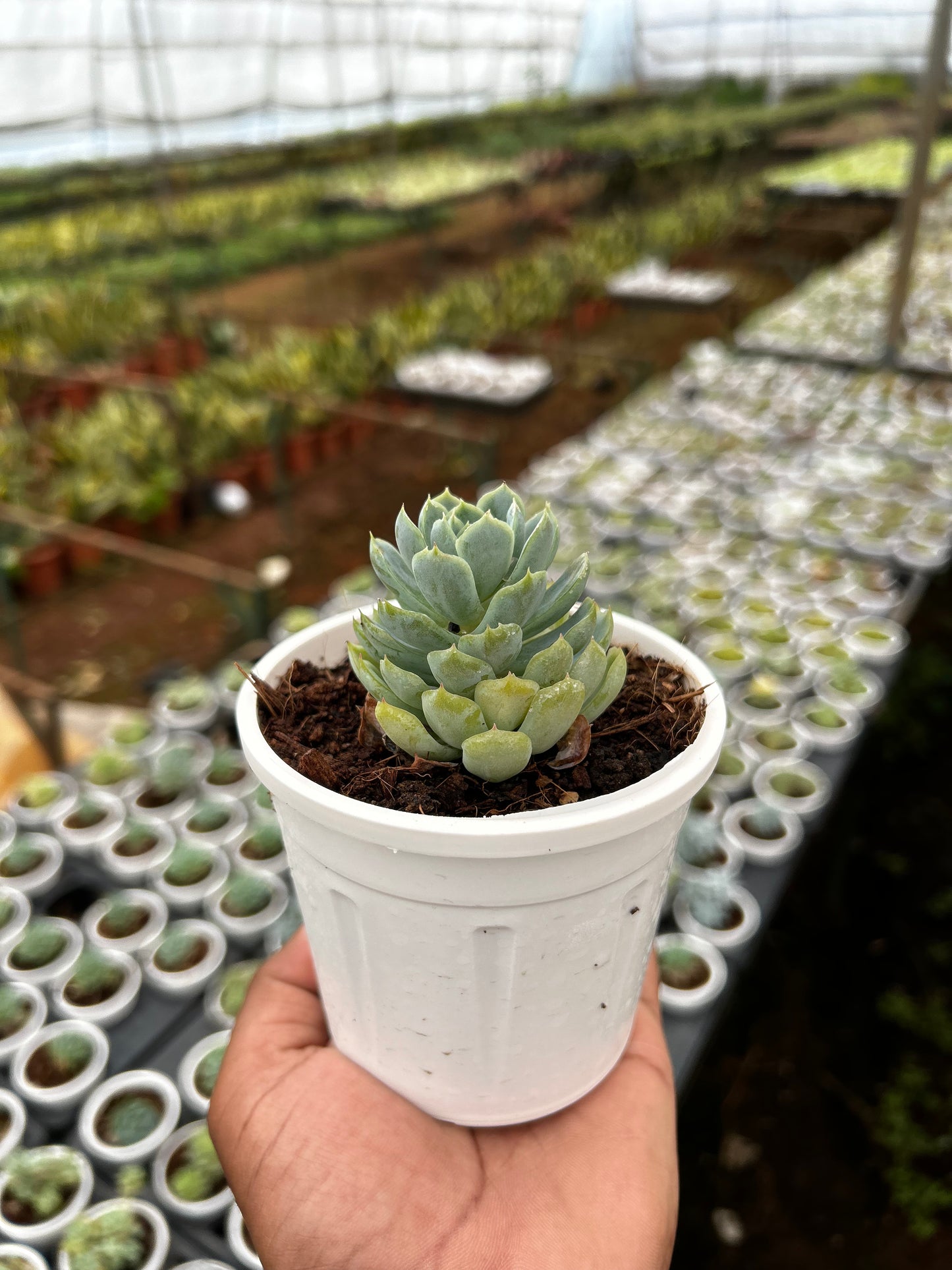 Bujji – The Adorable Succulent Buddy + Premium White pot.