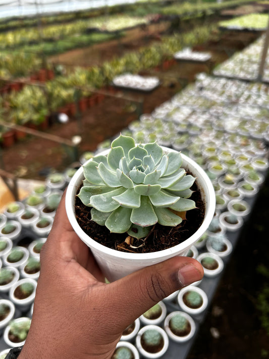 Ladoo – The Adorable Succulent Buddy + Premium White pot.