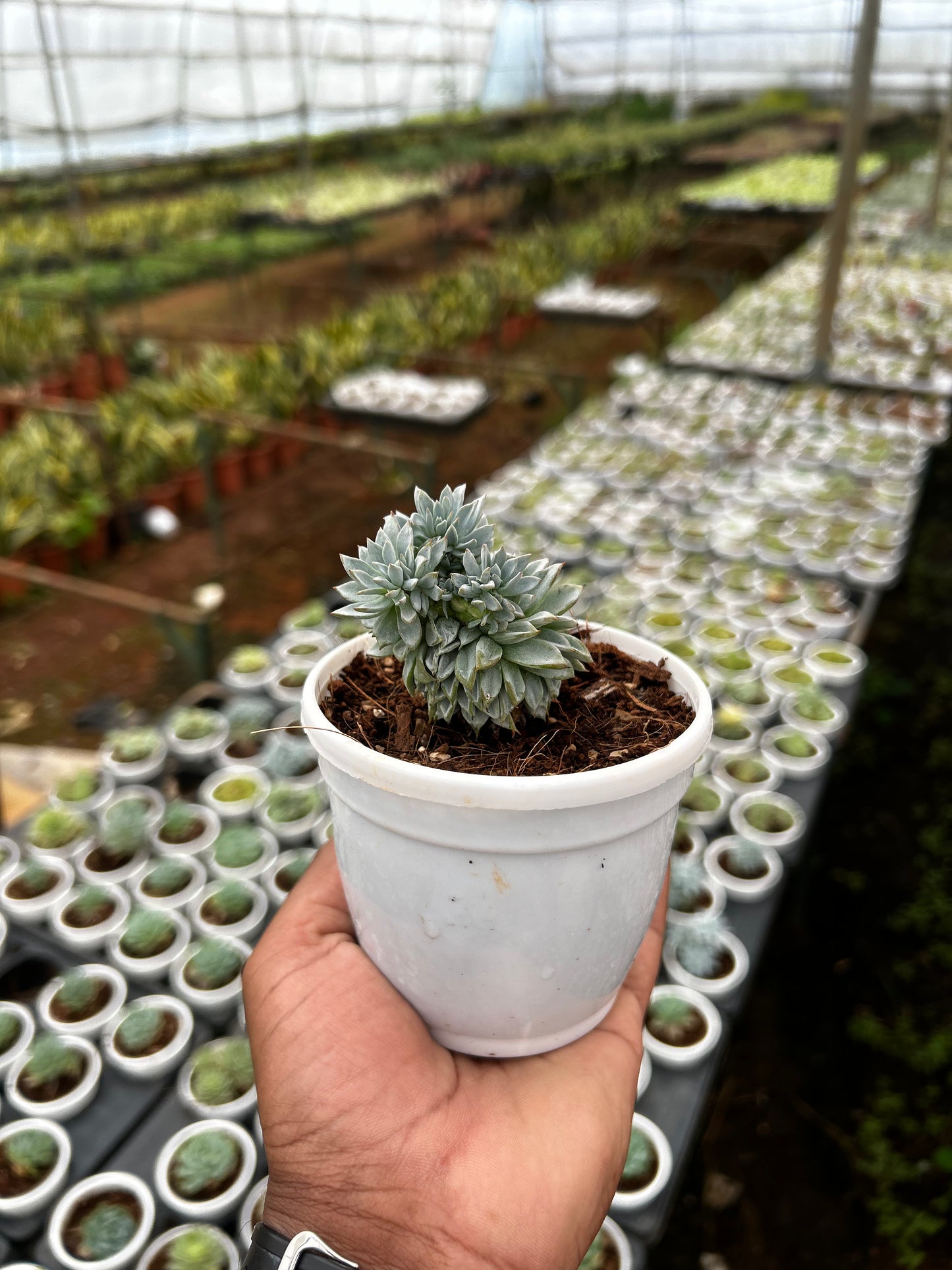 Bunny – The Adorable Succulent Buddy + Premium White pot.