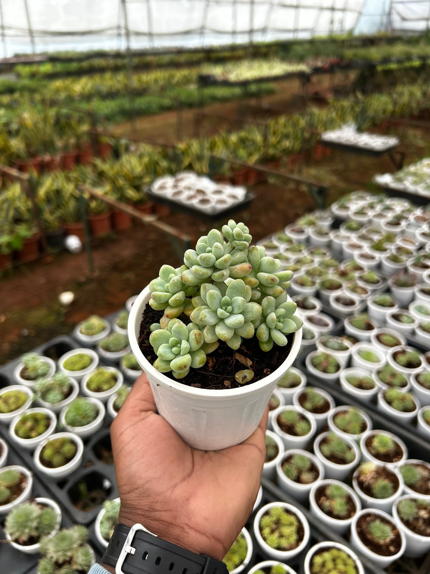 Sweetie – The Adorable Succulent Buddy + Premium White pot.