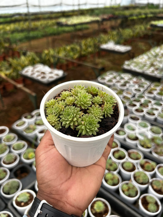 Raju – The Adorable Succulent Buddy + Premium White pot.