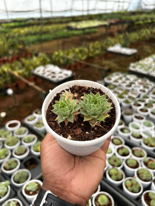 Honey – The Adorable Succulent Buddy + Premium White pot.