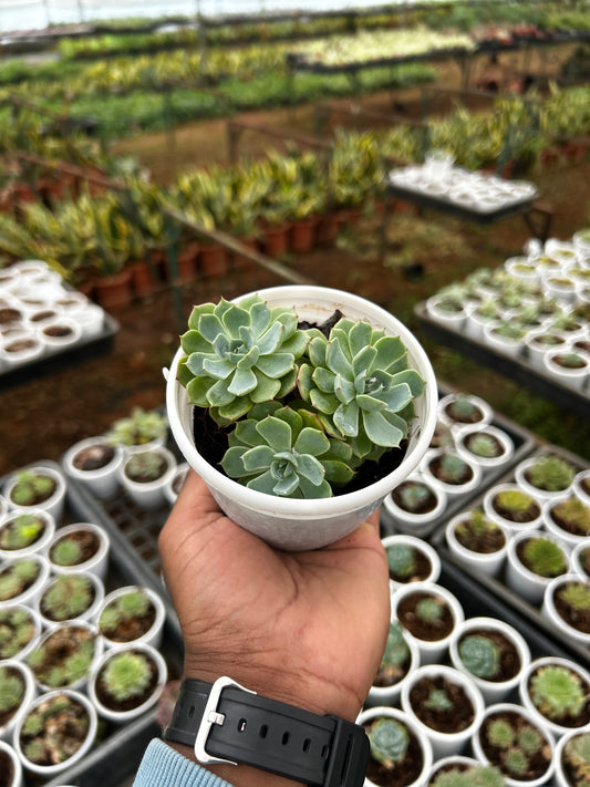 Chitti – The Adorable Succulent Buddy + Premium White pot.