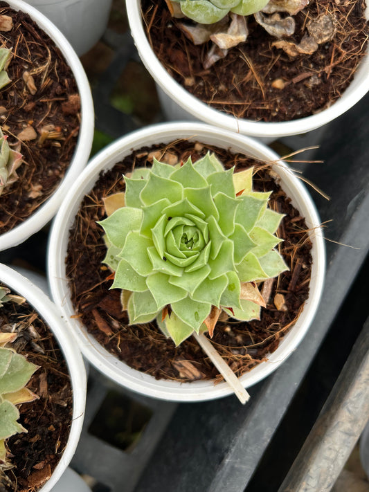 Mithu – The Adorable Succulent Buddy + Premium White pot.