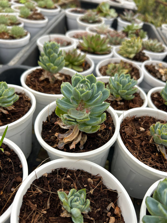 Babloo – The Adorable Succulent Buddy + Premium White pot.