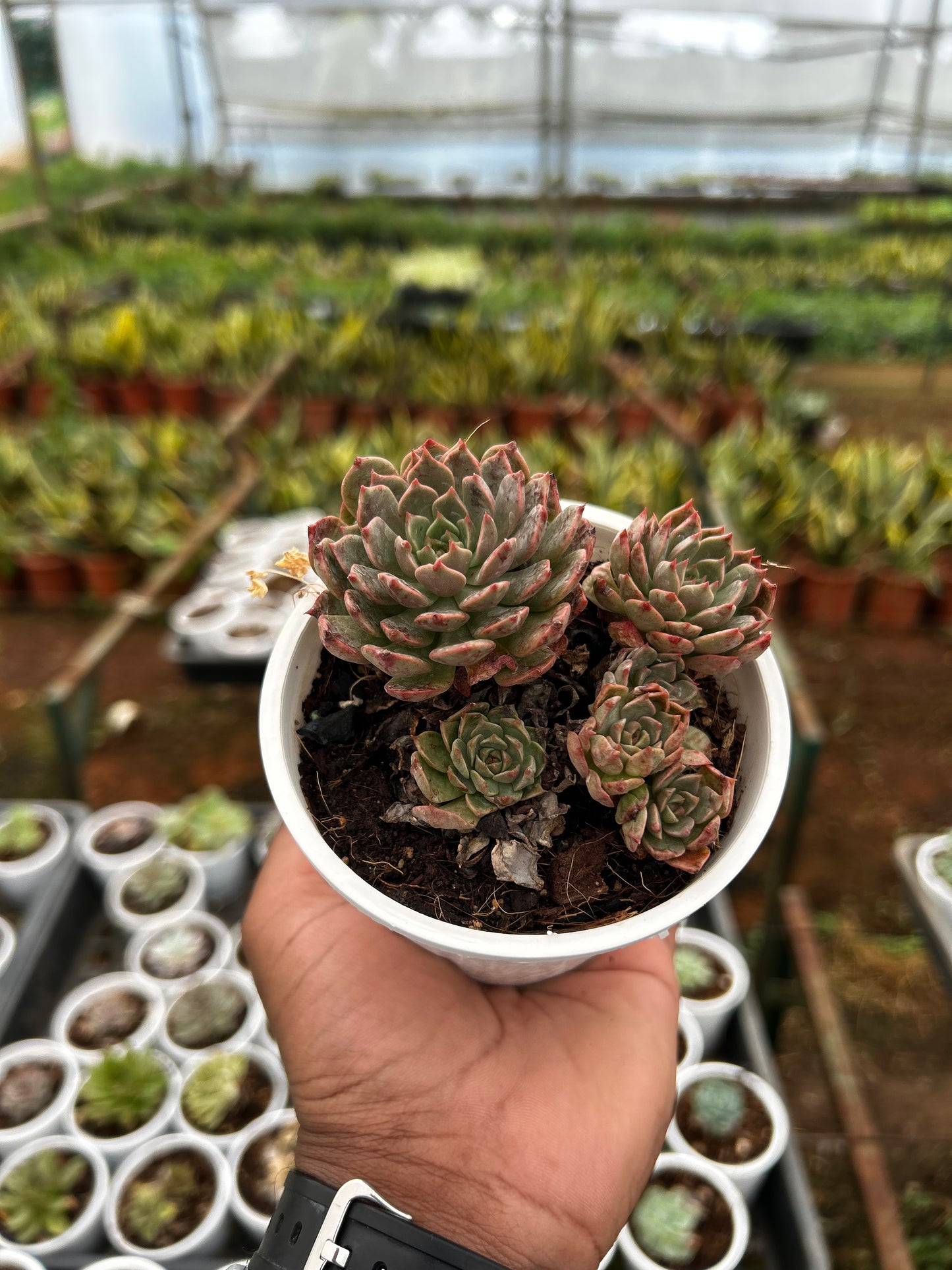 Chintu – The Adorable Succulent Buddy + Premium White pot.