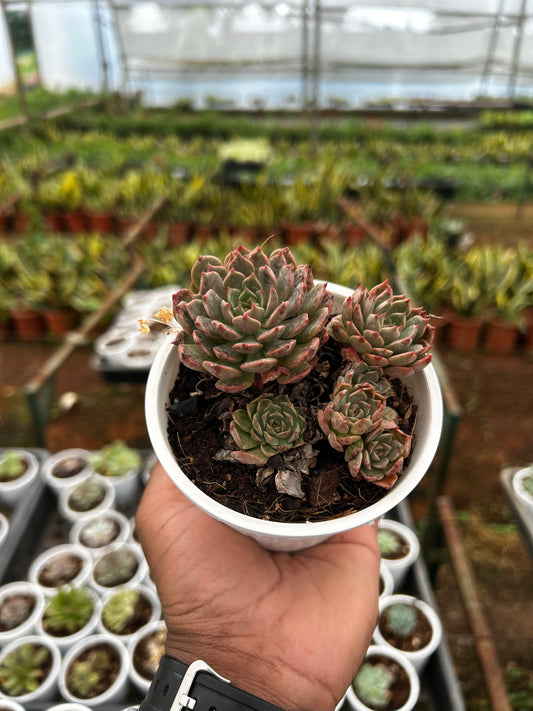 Chintu – The Adorable Succulent Buddy + Premium White pot.
