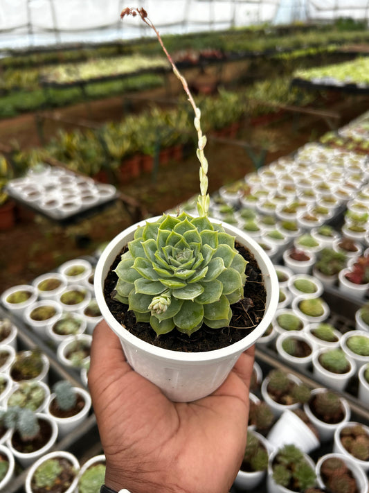 Bittu – The Adorable Succulent Buddy + Premium White pot.