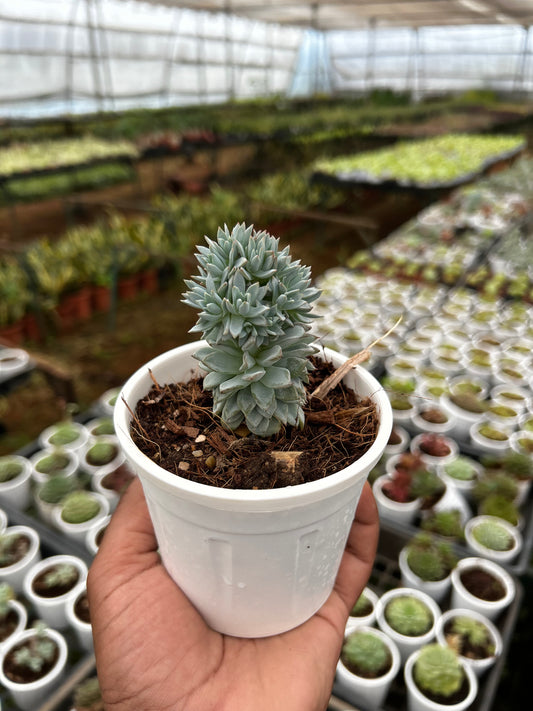 Tillu – The Adorable Succulent Buddy + Premium White pot.