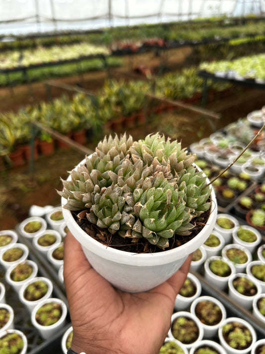 Tinku – The Adorable Succulent Buddy + Premium White pot.