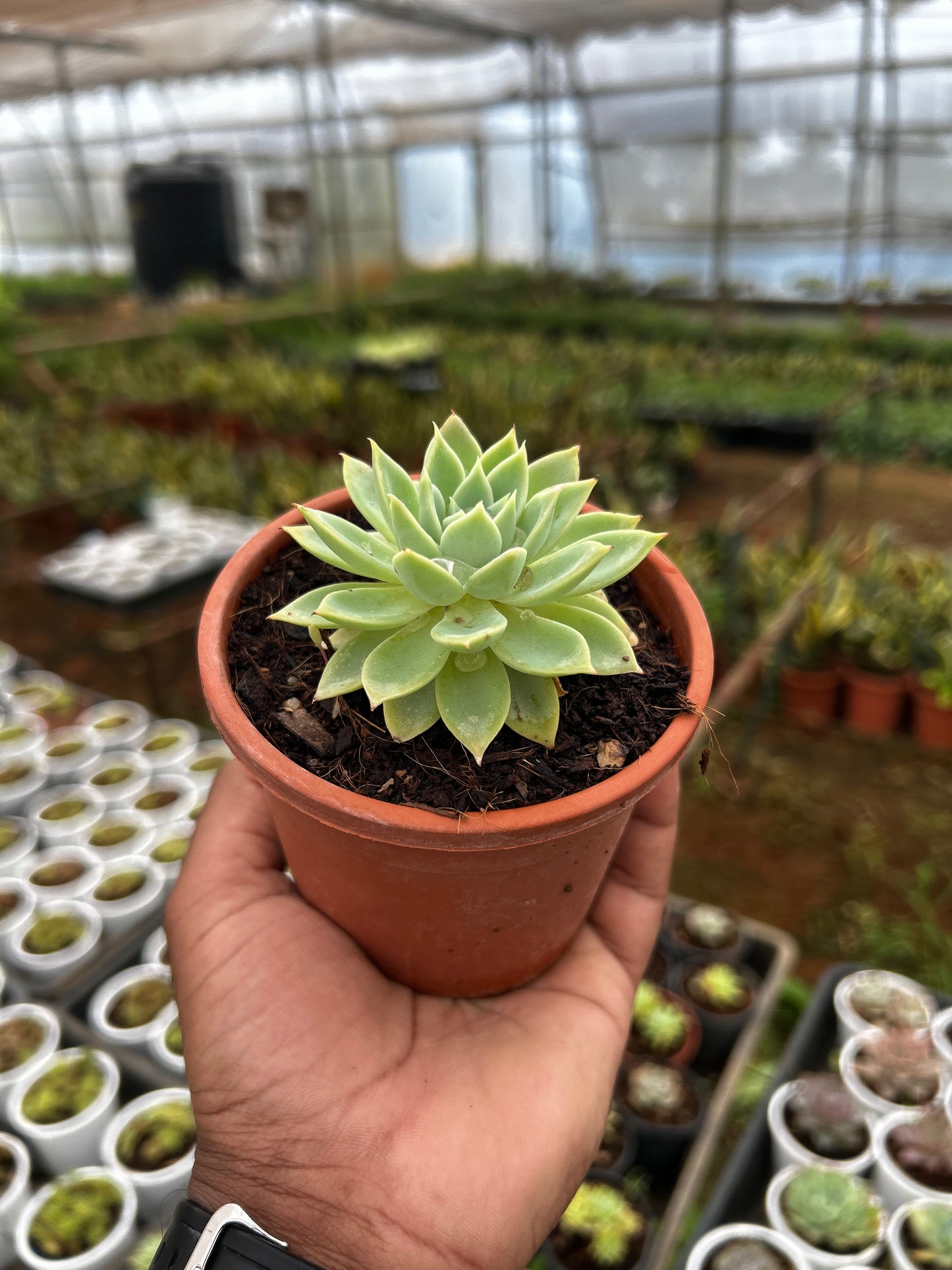 Rani – The Adorable Succulent Buddy + Premium White pot.