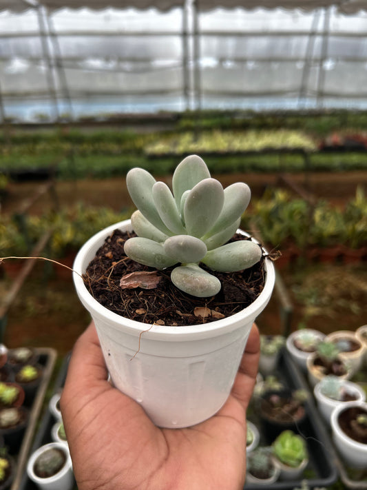 Bebo – The Adorable Succulent Buddy + Premium White pot.