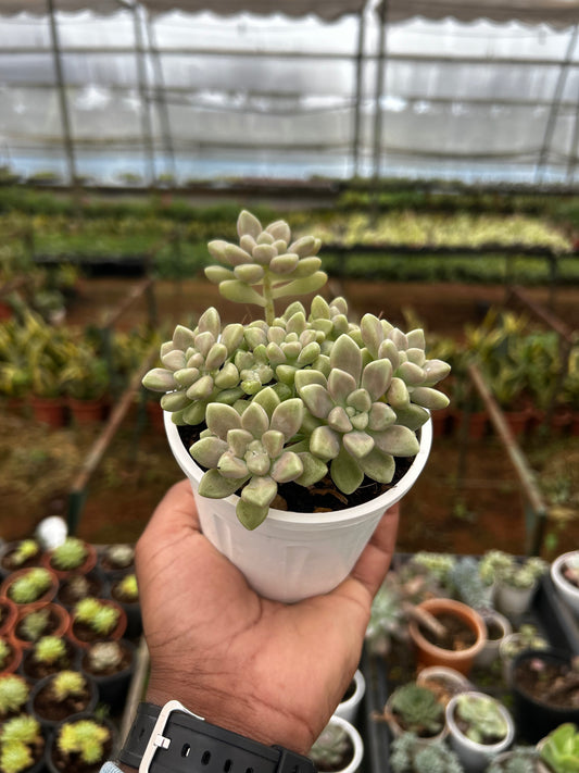 Doll – The Adorable Succulent Buddy + Premium White pot.