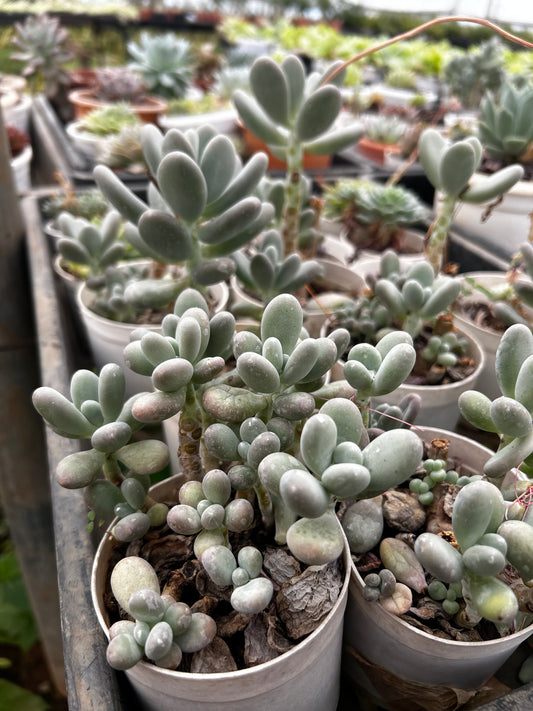 Nani – The Adorable Succulent Buddy + Premium White pot.