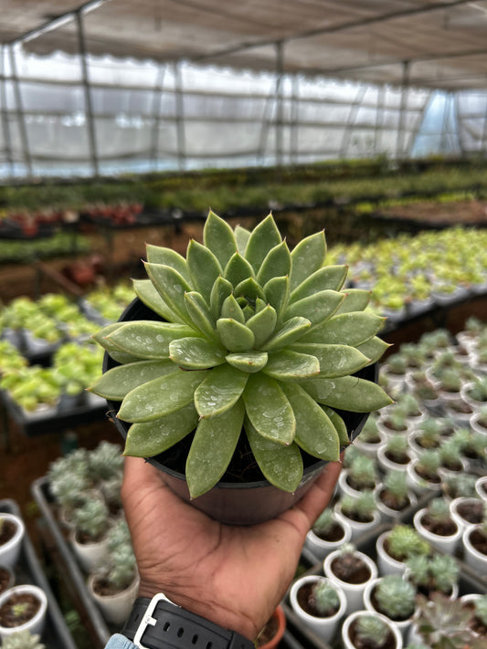 Simba – The Adorable Succulent Buddy + Premium White pot.