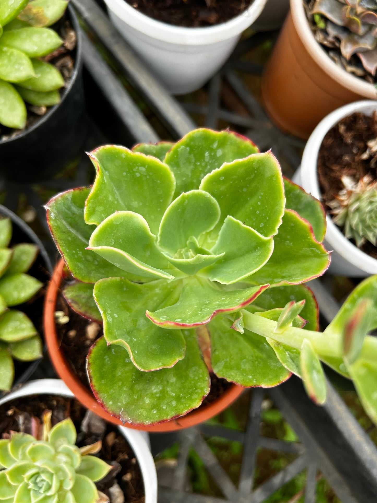 Teddy – The Adorable Succulent Buddy + Premium White pot.