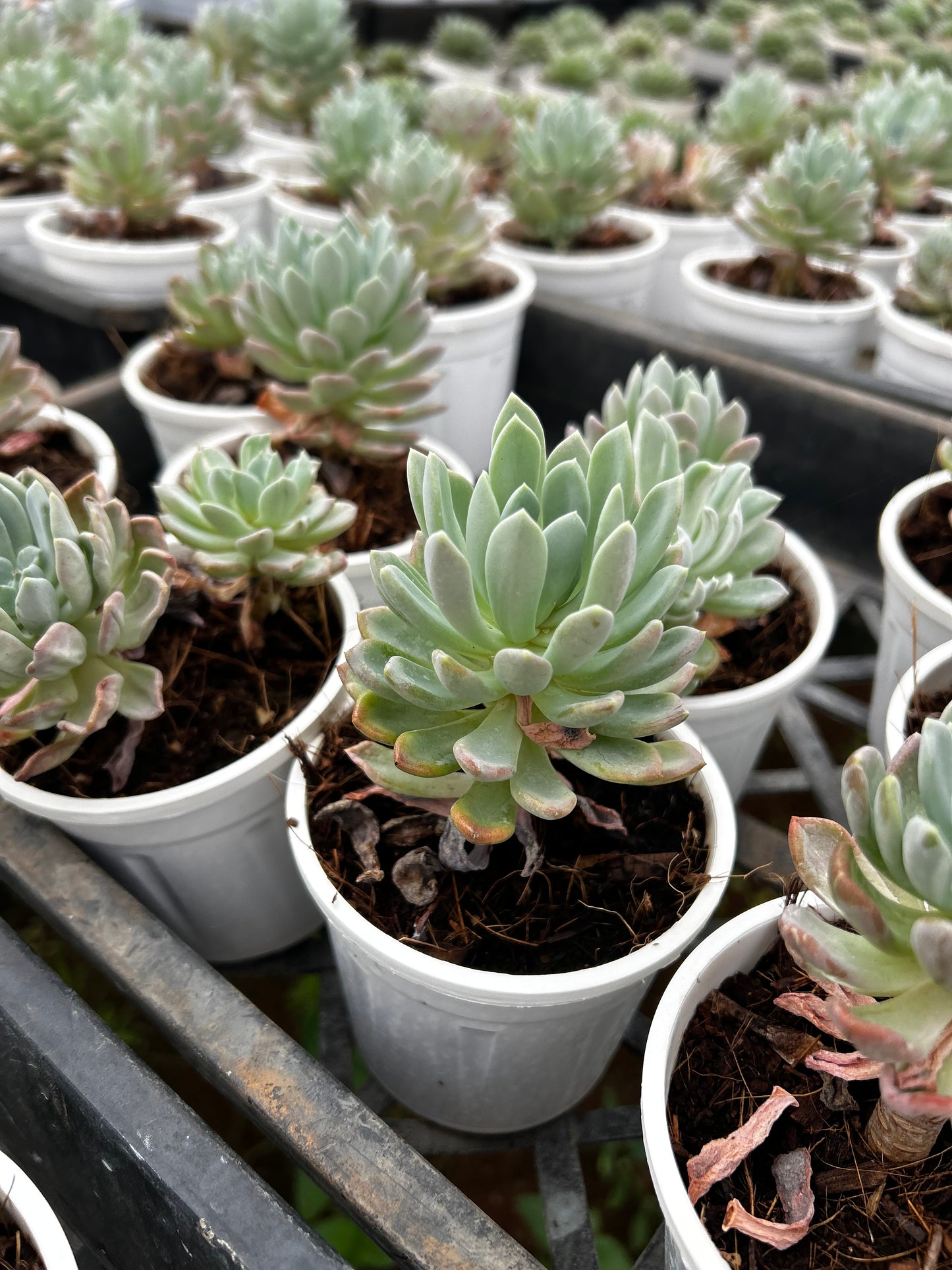 Ramu – The Adorable Succulent Buddy + Premium White pot.