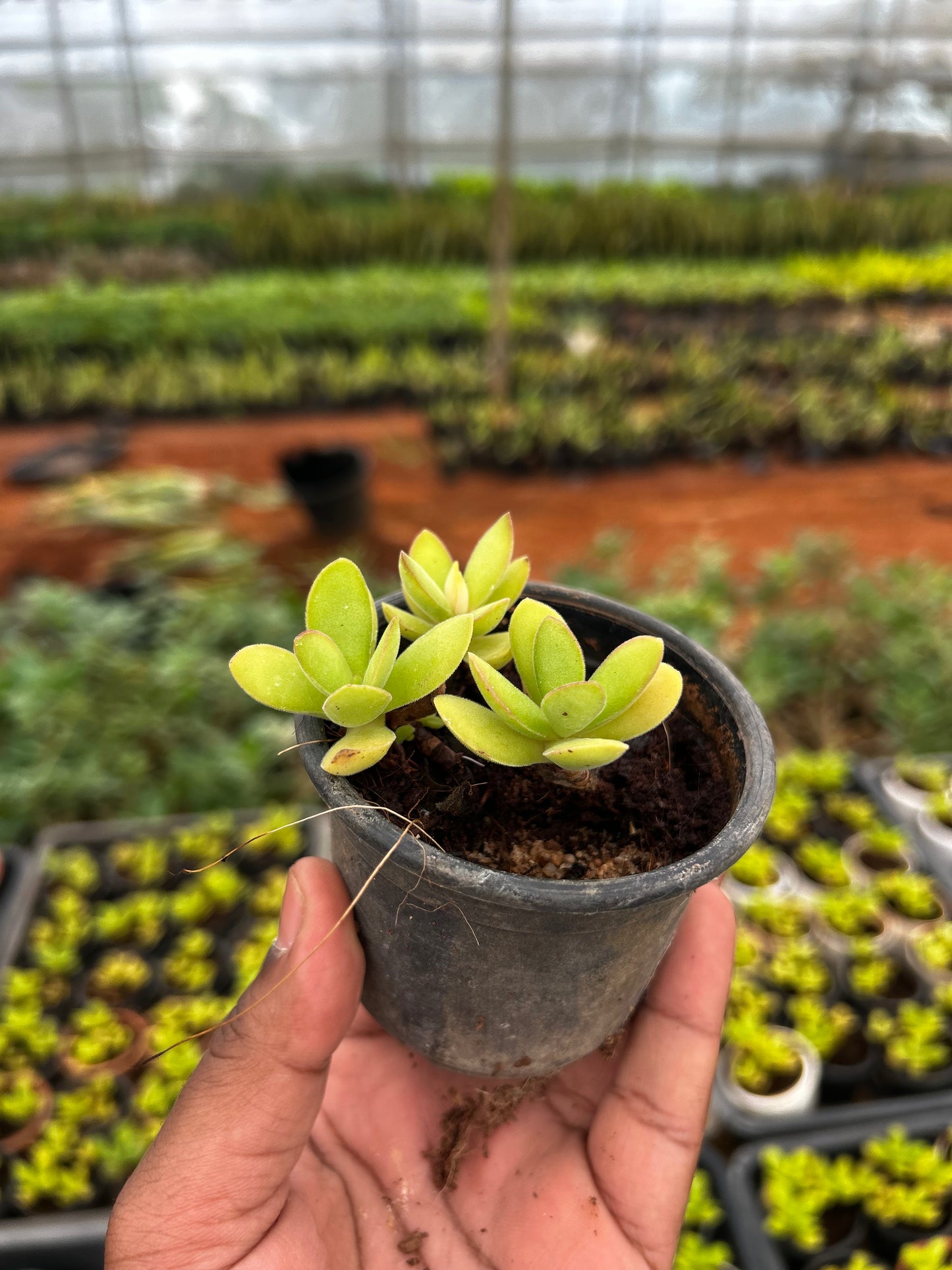 Chokka – The Adorable Succulent Buddy + Premium White pot.