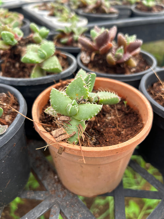 Chutki – The Adorable Succulent Buddy + Premium White pot.