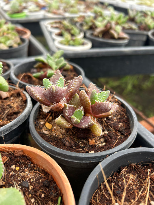 Pappu – The Adorable Succulent Buddy + Premium White pot.