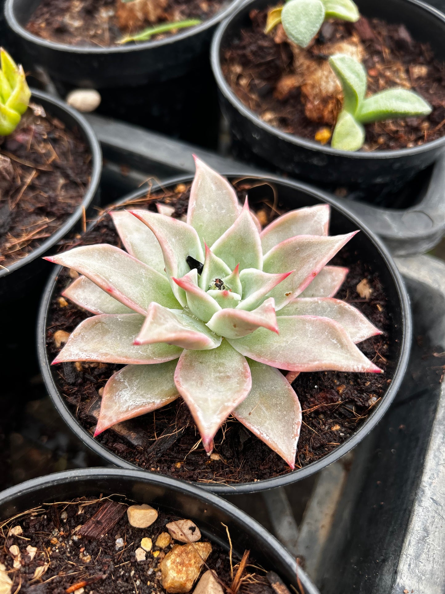 Ruchu – The Adorable Succulent Buddy + Premium White pot.