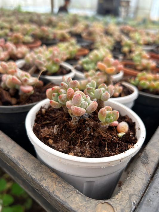 Manu – The Adorable Succulent Buddy + Premium White pot.