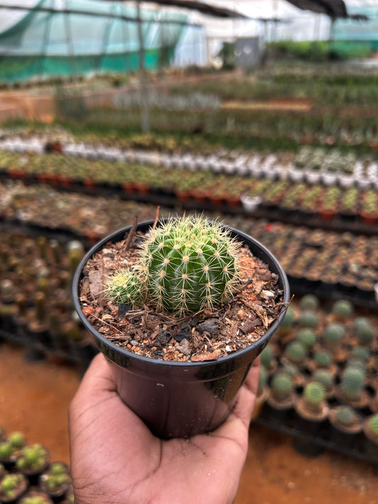 🌸 Beller Cactu Plant Sapling + Premium White pot.