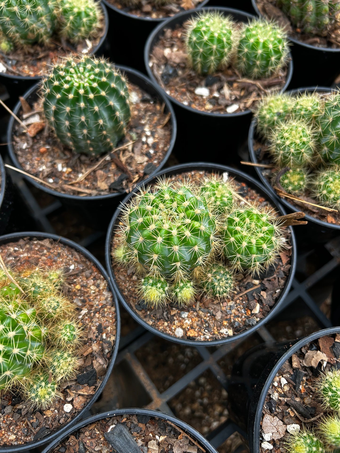 🌸 Beller Cactu Plant Sapling + Premium White pot.